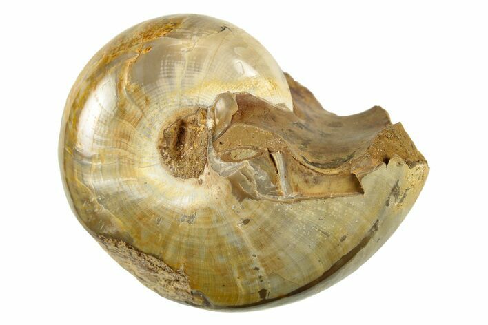 Jurassic Ammonite Fossil - Sakaraha, Madagascar #251448